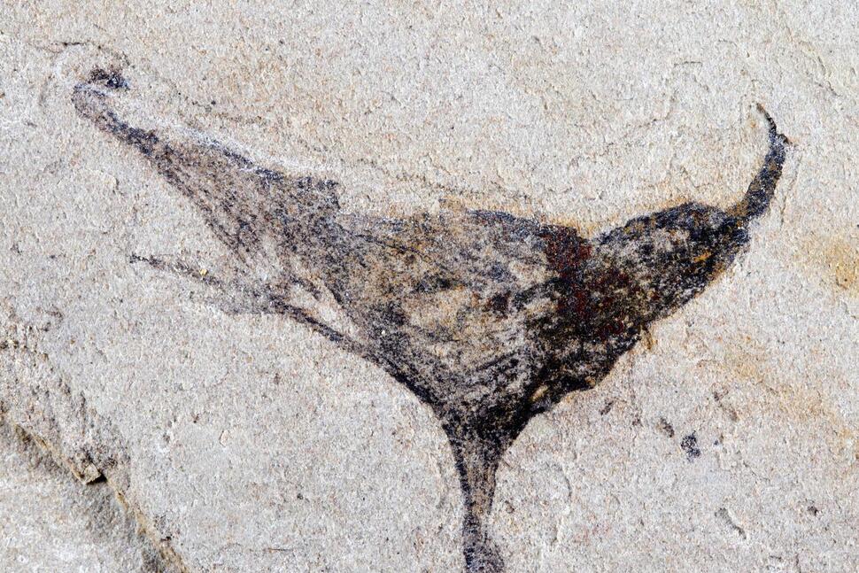 Scientists Get First Look at the Evolution of Early Complex Animals