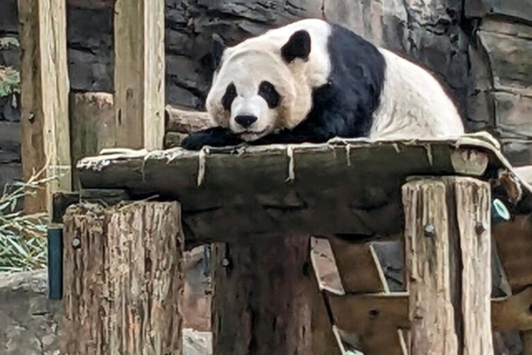 China to Send Giant Pandas to Atlanta Again