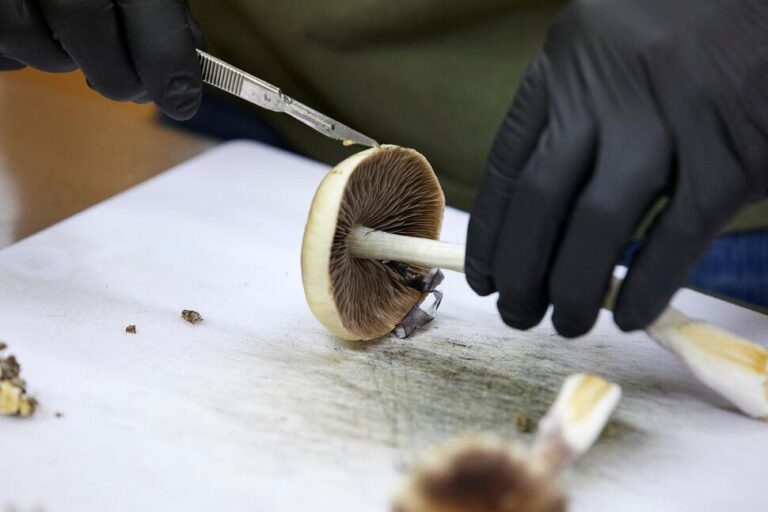 FDA Plans Ultra-Fast Review of Three Psychedelic Drugs Following Trump Directive