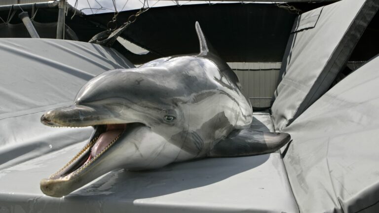 Kamikaze dolphins in Iran? A brief history of dolphins in the military