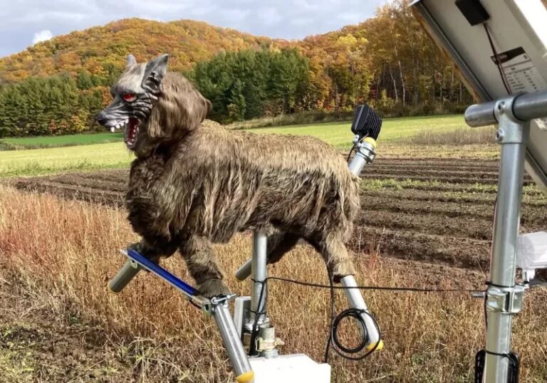 Japan is using $4,000 animatronic wolves to scare off bears, and can't make them fast enough