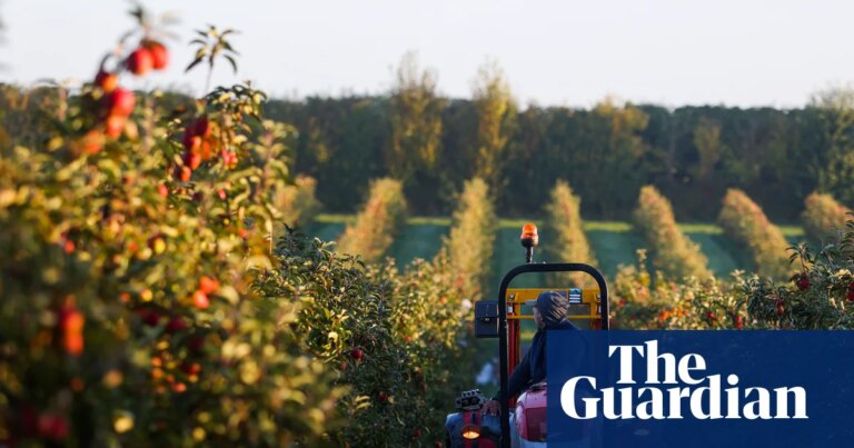 More farming co-operatives could ‘unleash growth’ in UK, finds report | Farming