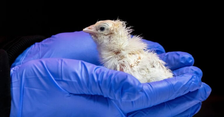 Live chicks hatched from artificial eggshell in bid to revive extinct 12-foot bird, biotech company says