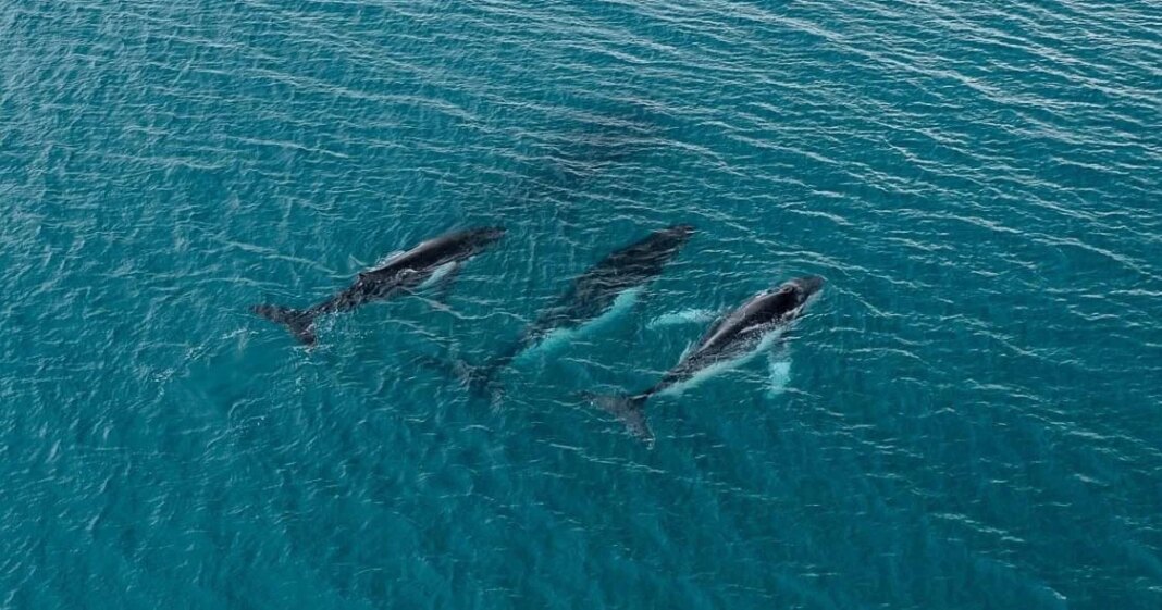 2 humpback whales swam record-breaking distance between breeding grounds, photos reveal