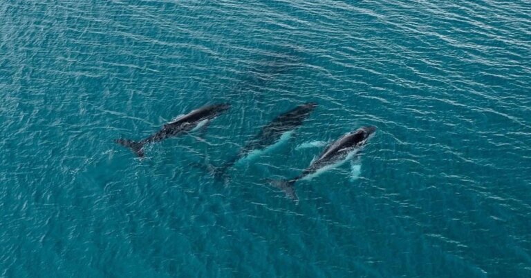 2 humpback whales swam record-breaking distance between breeding grounds, photos reveal