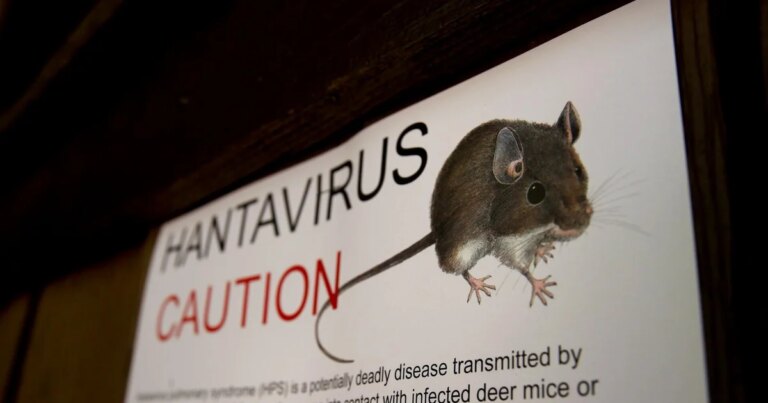 What are the origins of hantavirus? How the virus tied to the cruise ship outbreak came to be.