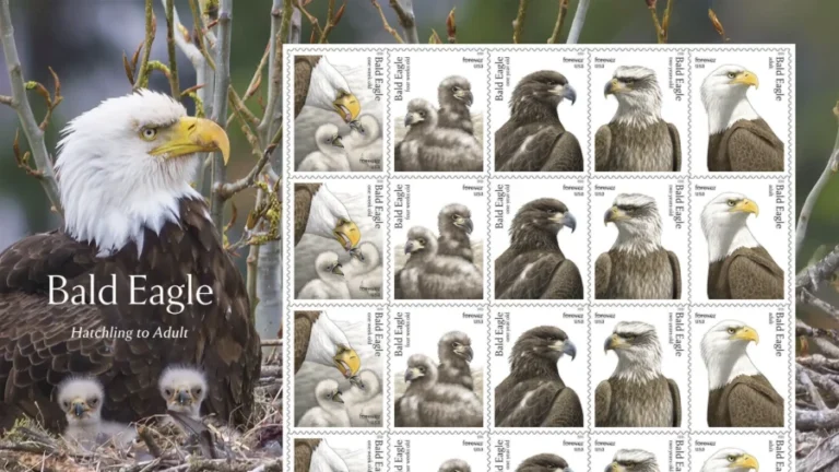 Postal Service Releases Special Edition Bald Eagle Stamps for America’s 250th