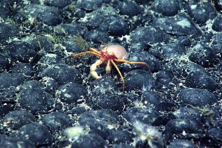 Companies Join a Deep-Sea Mining Rush After Trump Executive Order, as Regulators Fast-Track Permits