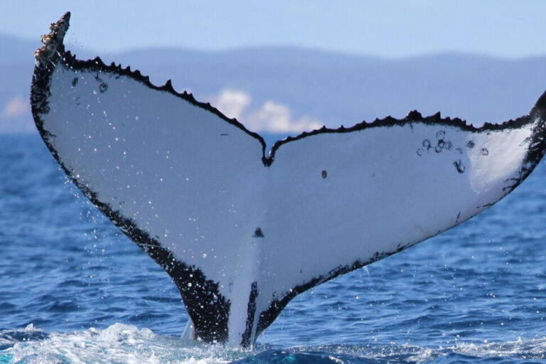 Two Humpback Whales Set Records Swimming Between Australia and Brazil