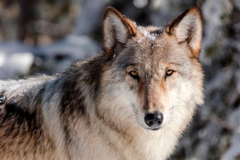 Disease Outbreak Cuts Wyoming, Yellowstone Wolf Numbers to Lowest Level Since Reintroduction Era