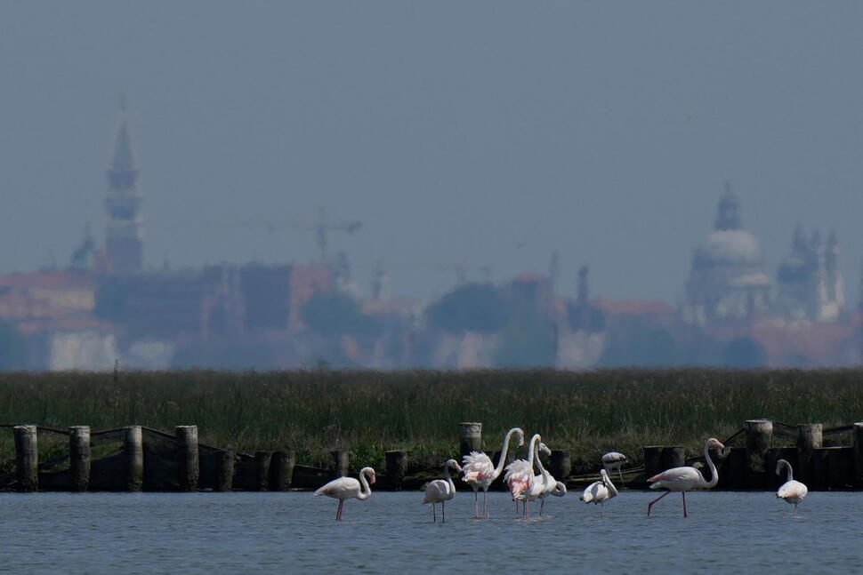 Venice’s Growing Flamingo Population Finds Refuge in Recovering Wetlands