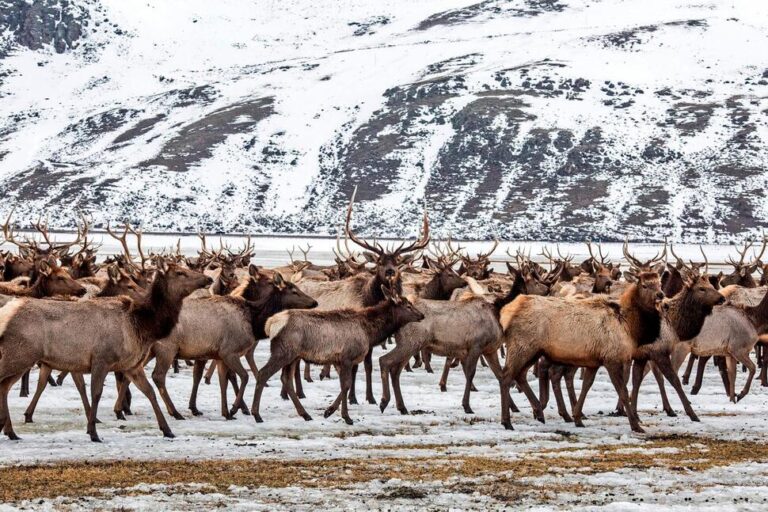 Elk Refuge Disease Discovery Calls for Talk of Reducing Nation’s Largest Herd
