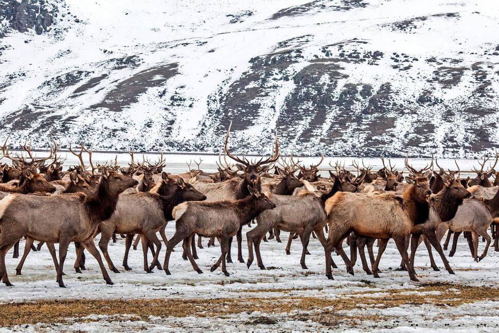 Elk Refuge Disease Discovery Calls for Talk of Reducing Nation’s Largest Herd