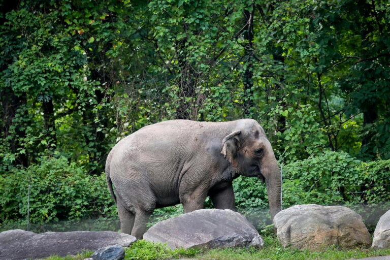 Happy, Who Taught Researchers That Elephants Can Recognize Themselves, Is Euthanized at Bronx Zoo