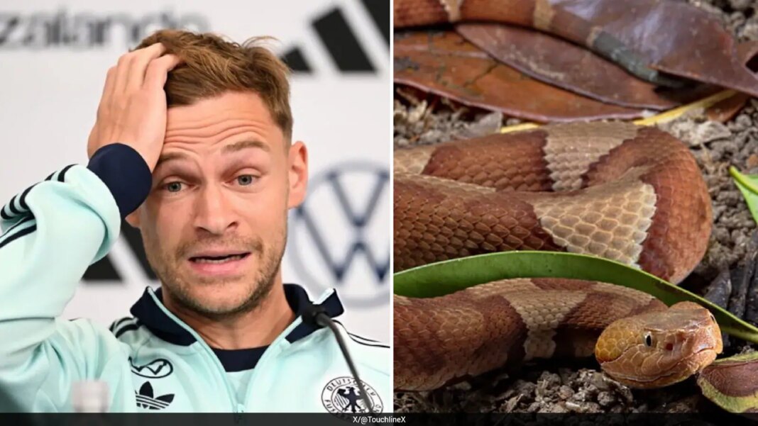 Venomous Snake At German Football Team’s Camp At World Cup, Players Concerned