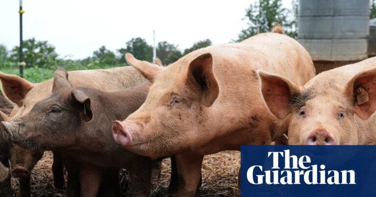 Antibiotics use in livestock could rise by a third in next 15 years, UN report warns | Farming