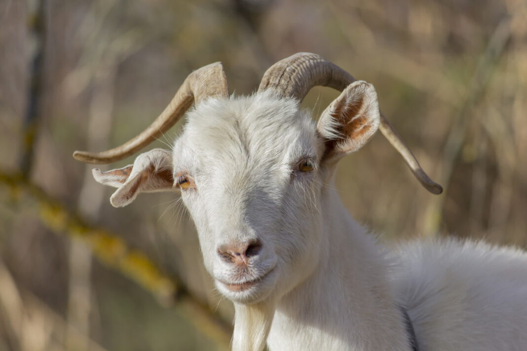 Microsoft researcher builds a working neural network in Age of Empires II using goats
