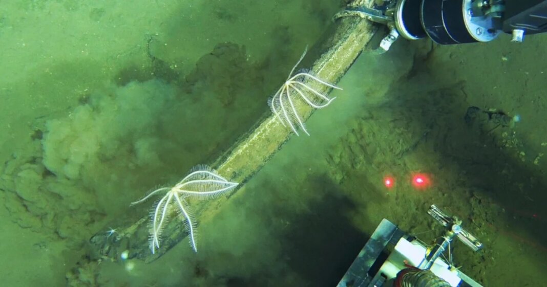 World’s largest whale graveyard discovered by sub at bottom of ocean: “Completely unexpected”