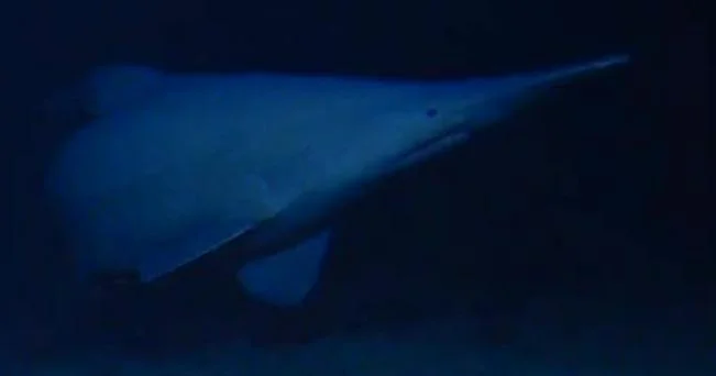 Goblin shark seen alive in natural habitat for the first time: “The most iconic of all the deep-sea sharks”