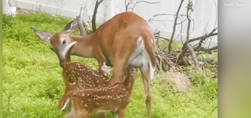 Mother Deer Cares for Twin Spotted Fawns