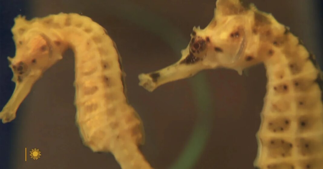 Seahorses and seadragons, some of Nature’s most curious creatures