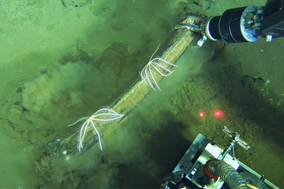 An Ancient Whale Graveyard in the Indian Ocean Teems With Life