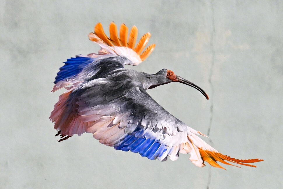 8 Crested Ibises Released in Japanese Town Decades After Extinction in Japan