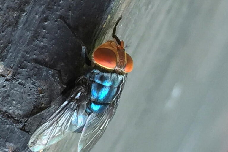 Screwworm Fly Detected in Texas Decades After Cattle Threat Was Largely Eradicated in US