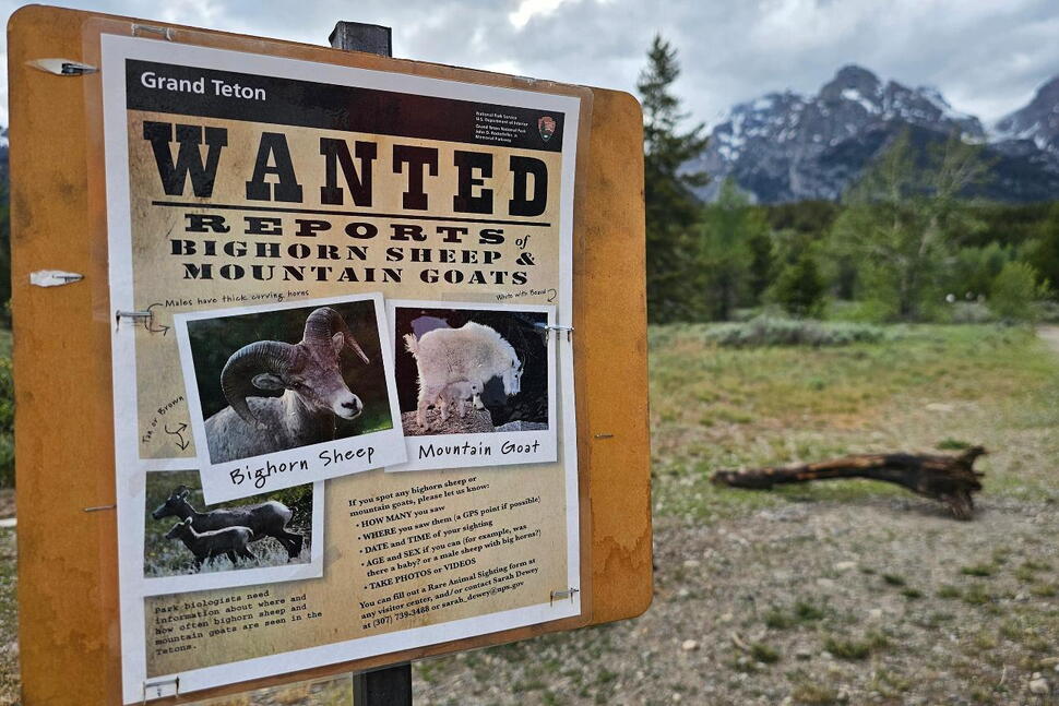 the Teton Range’s Few Remaining Mountain Goats