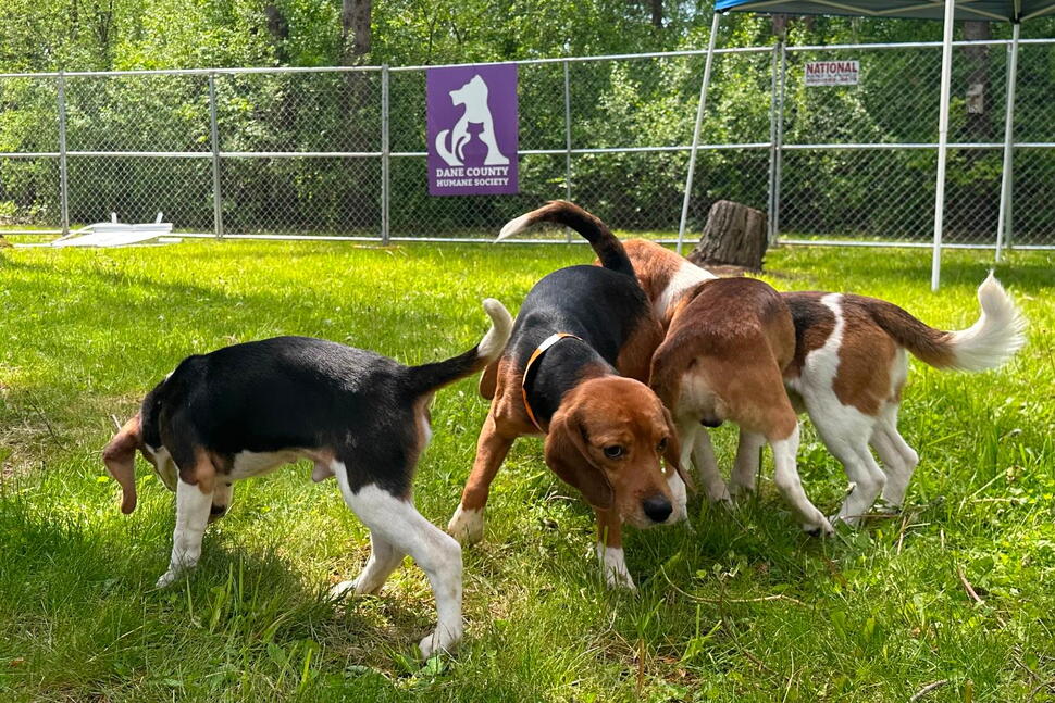 Wisconsin Beagle Farm Closing and Hundreds of Its Dogs Will Be Sent to a Florida Rescue Group