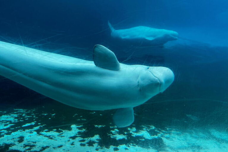 Canadian Government Endorses a Plan to Move Whales From Shuttered Marineland Park to US and Spain