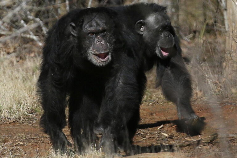 Humans and Great Apes Share Similar Giggles