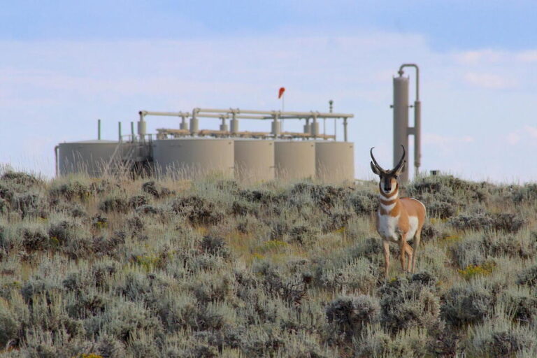 Wyoming’s ‘Path of the Pronghorn’ Is a Signature Away From Protections Sought for a Quarter Century
