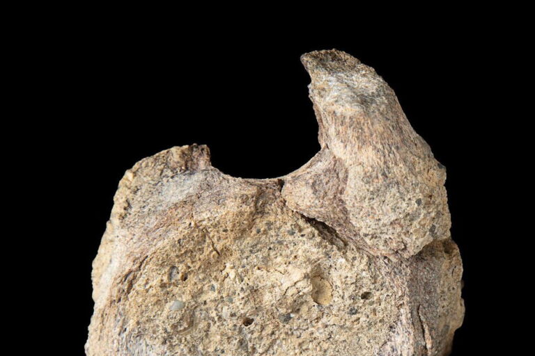 A Rare Dinosaur Fossil From Antarctica Is Found Tucked Away in a Drawer