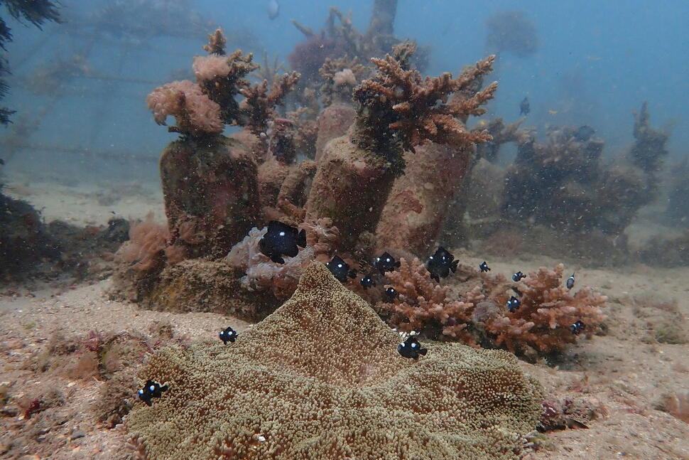 African and Commonwealth Nations in Kenya Urge Quick Execution of a Key Treaty Protecting Oceans