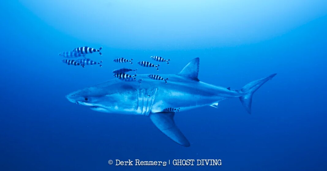 Great white shark captured on video in Mediterranean Sea in “insane” sighting