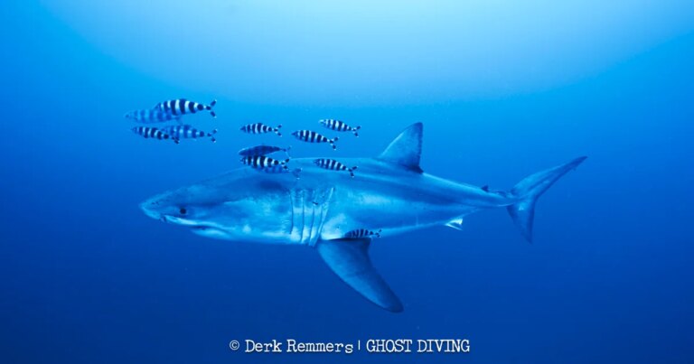 Great white shark captured on video in Mediterranean Sea in “insane” sighting