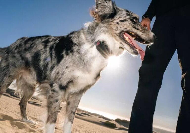 This dog tracker uses Starlink to keep tabs on your pet, even without cell service