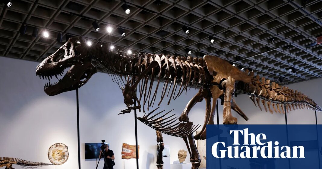 T rex fossil ‘Gus’ sells for $50.1m at New York auction, setting new record | New York