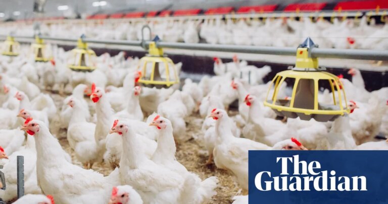 Industrial chicken farming accelerating spread of diarrhoea bacteria, study finds | Chicken