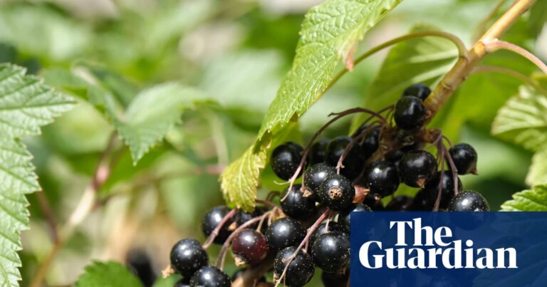 Berry tough: Ribena seeks to make hardier blackcurrants to beat extreme weather | Food & drink industry
