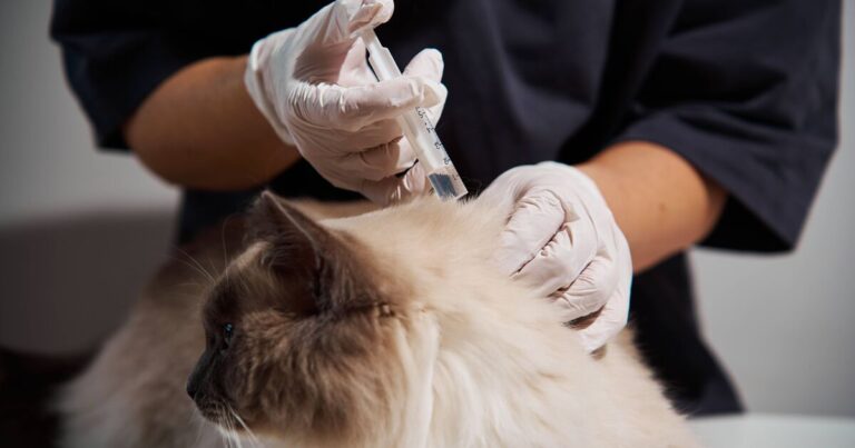 UK vet fees ‘could rise’ despite major rule change, expert warns | Personal Finance | Finance
