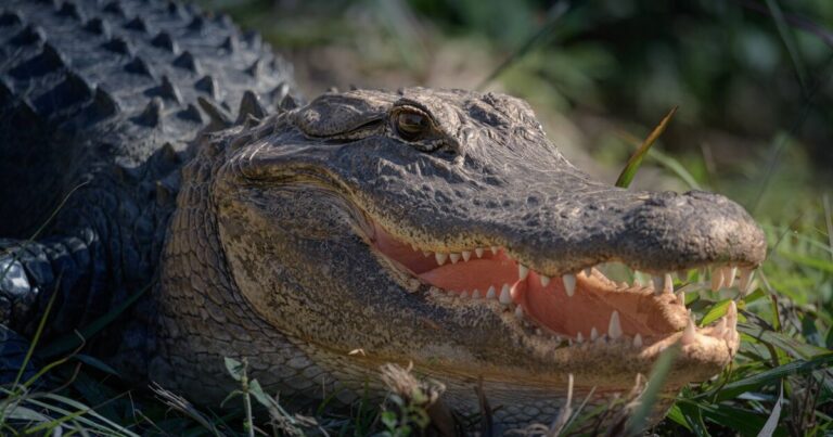 ‘I was swimming through a lake naked during tough time – then an alligator appeared’ | World | News