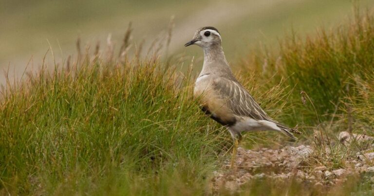 UK could lose first bird species from change as major warning issued | UK | News
