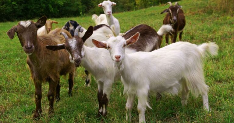 Horror as teacher, 43, arrested for raping goats – video posted on social media | World | News