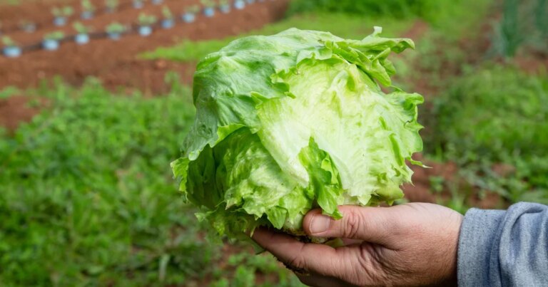 Taylor Farms pulls iceberg lettuce linked to cyclosporiasis outbreak