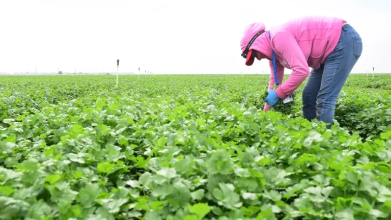 Parsley, Cilantro May Be Behind Some Cyclosporiasis Cases: North Carolina Officials