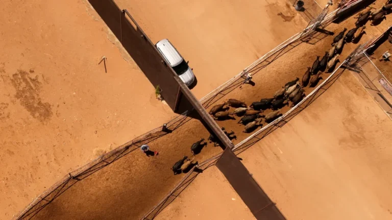 US Says It Will Lift Ban on Imports of Mexican Cattle