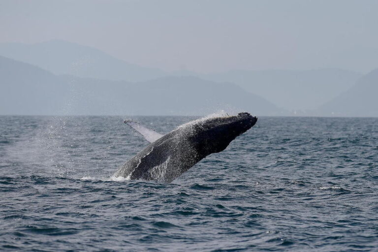 Sightings of Humpback Whales Surge in Rio De Janeiro, Fueling Demand for Whale-Watching Trips