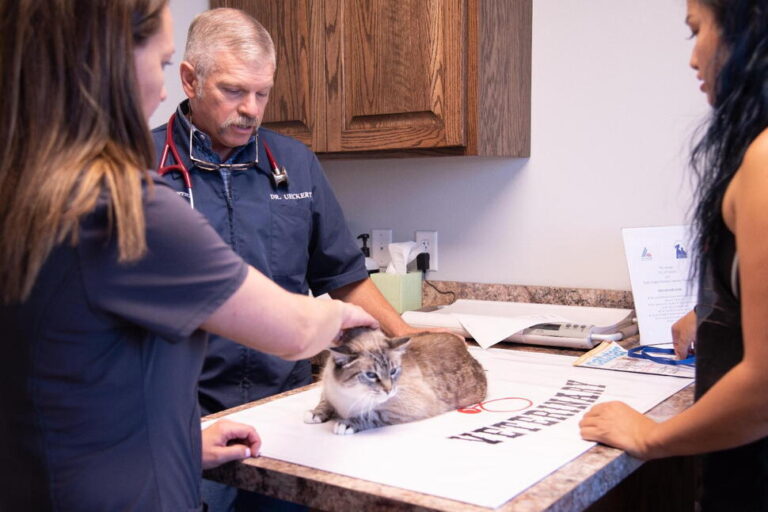 What to Know About Protecting Pets From the New World Screwworm Fly